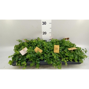 Peperomia rotundifolia