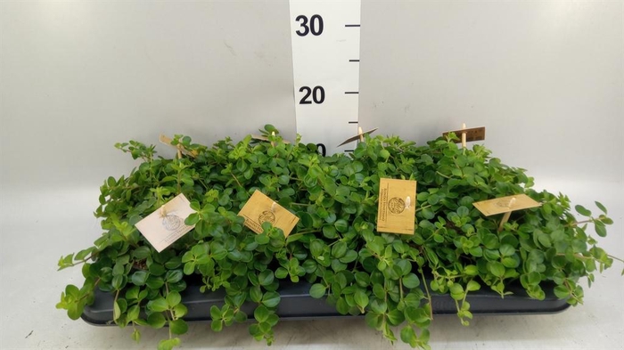 <h4>Peperomia rotundifolia</h4>