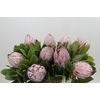 Protea Cynaroides