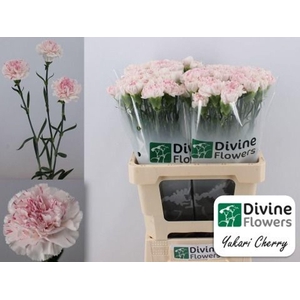 Dianthus ST 'Yukari Cherry'