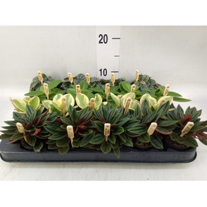 Peperomia   ...mix