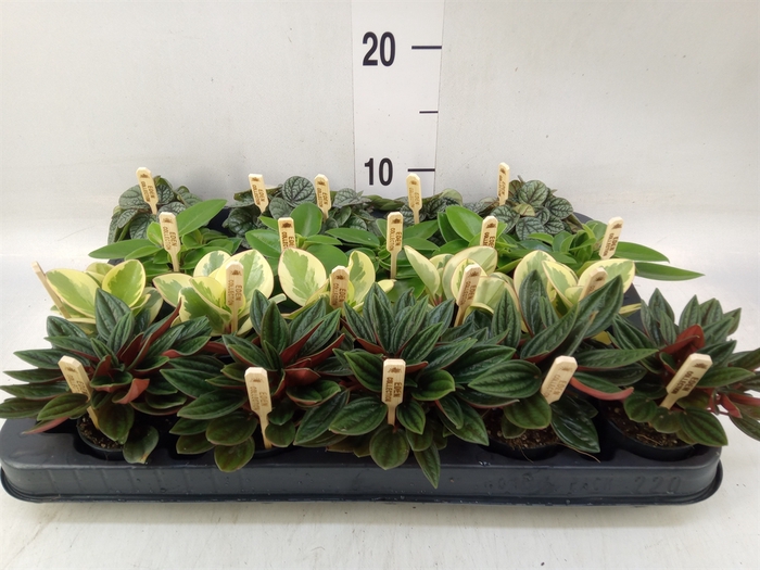 <h4>Peperomia   ...mix</h4>