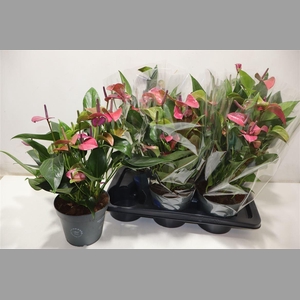 Anthu An Karma Purpl