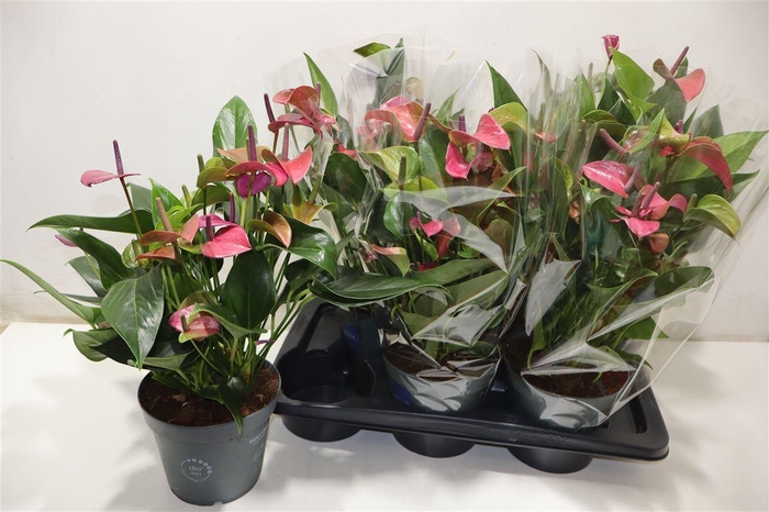 <h4>Anthu An Karma Purpl</h4>