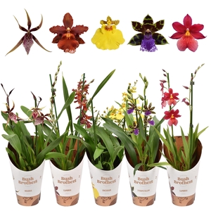 Orchideeën mix 2 tak kort