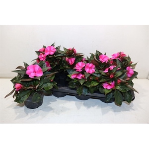 Impat Orchid Flame