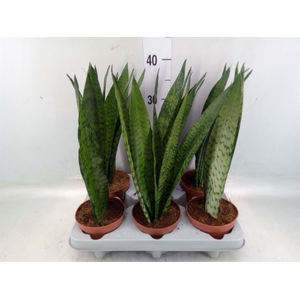 Sansevieria zeylanica