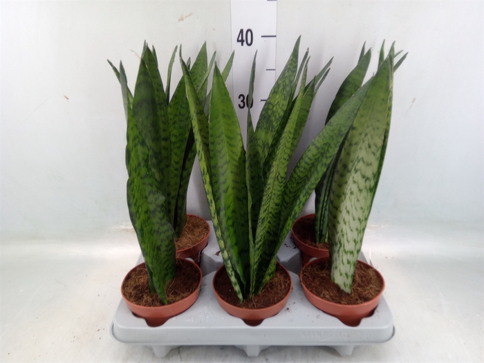 <h4>Sansevieria zeylanica</h4>