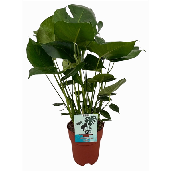 <h4>Monstera deliciosa</h4>