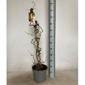 CORYLUS A CONTORTA stock