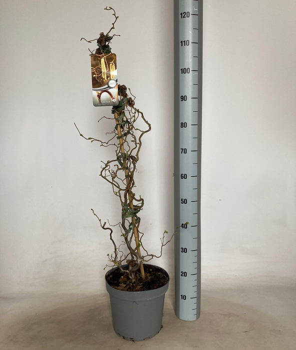 <h4>CORYLUS A CONTORTA stock</h4>