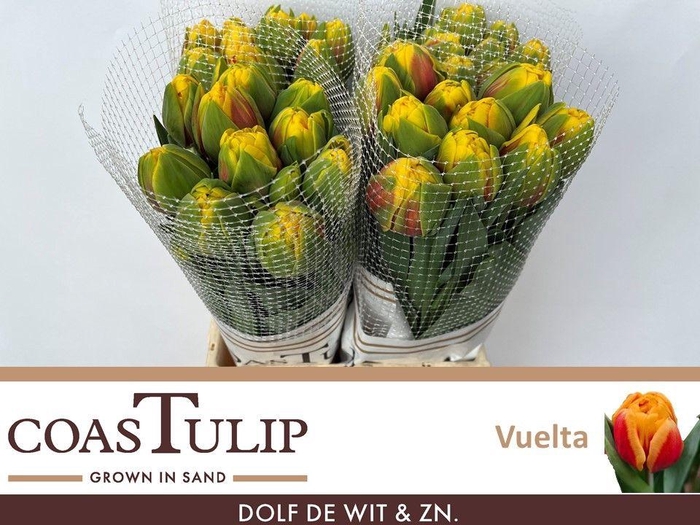 <h4>TU DU VUELTA</h4>