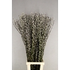SALIX SNOW FLAKE