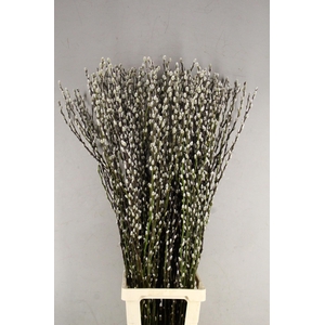 SALIX SNOW FLAKE