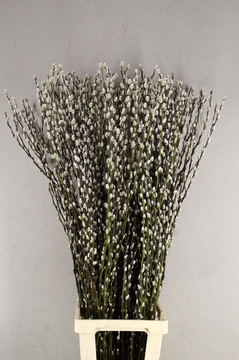 SALIX SNOW FLAKE
