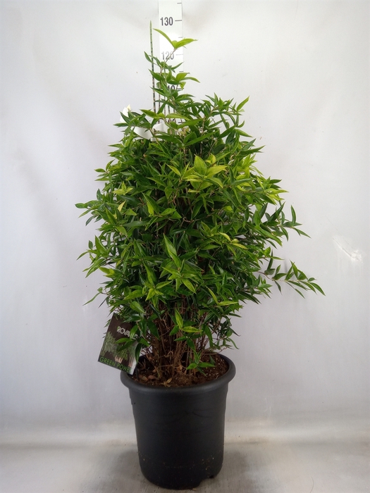 <h4>Dracaena surculosa</h4>