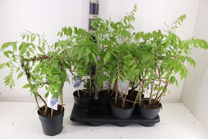 <h4>WIST AMETHYST FALLS</h4>