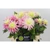 Dahlia Just Married