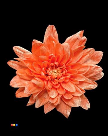 Chr T Baltica Pink + Satin