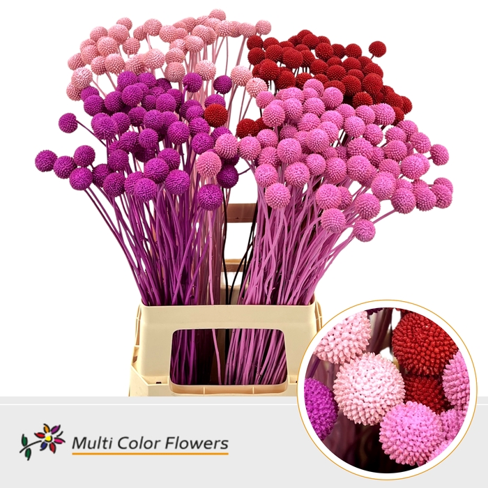 <h4>Craspedia Love Mix</h4>