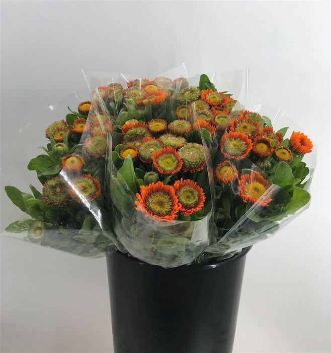 <h4>CALENDULA ORANGE</h4>