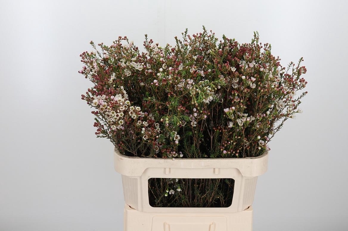 <h4>Chame Mi Liron</h4>