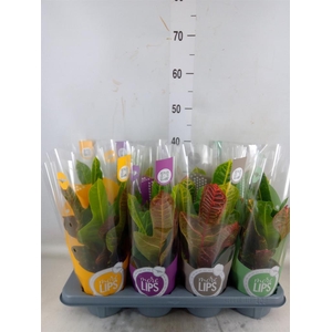 Codiaeum var. GR 'Excellent'