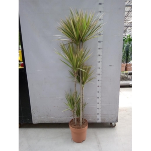 Dracaena marg. 'Bicolor'