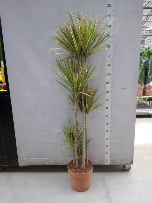 <h4>Dracaena marg. 'Bicolor'</h4>