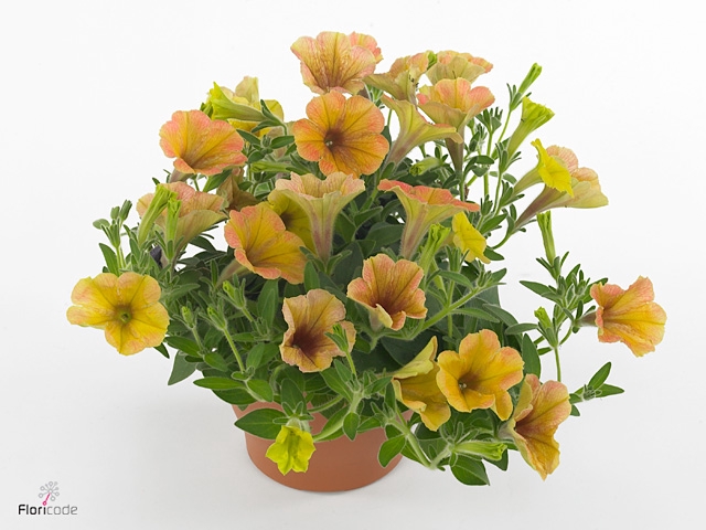 PET CASCAD IN SUMMER