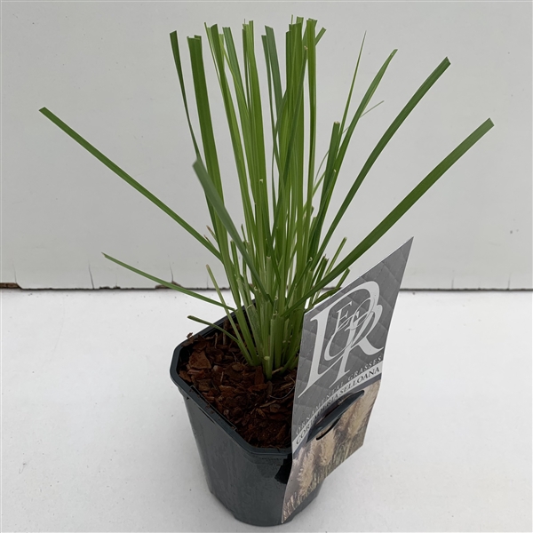 Cortaderia Selloana P13