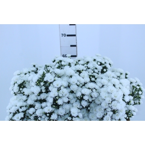ASTER MARIANA 060 CM