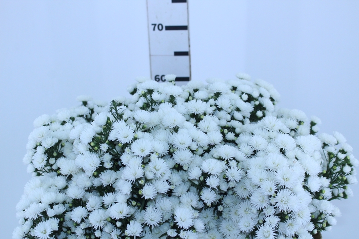 ASTER MARIANA 060 CM