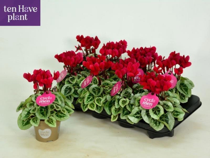 <h4>CYCL KL SUP PICASSO</h4>