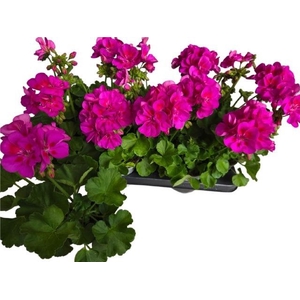 PEL CALLIOP LAV SPLA