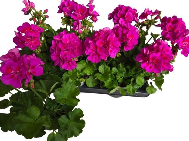 <h4>PEL CALLIOP LAV SPLA</h4>