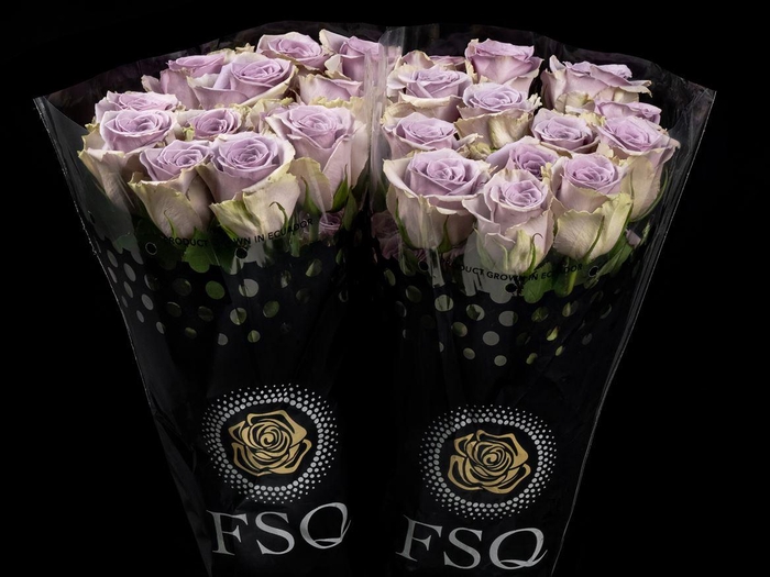 <h4>R GR Shocking Blue</h4>