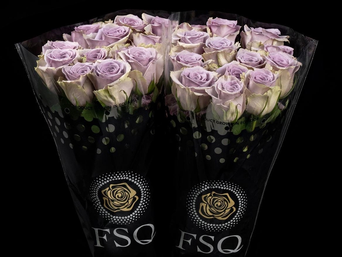 <h4>R GR Shocking Blue</h4>