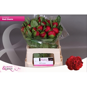 Paeonia Red Charm | Heavy Quality
