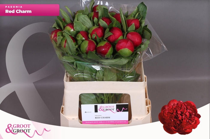 <h4>Paeonia Red Charm | Heavy Quality</h4>