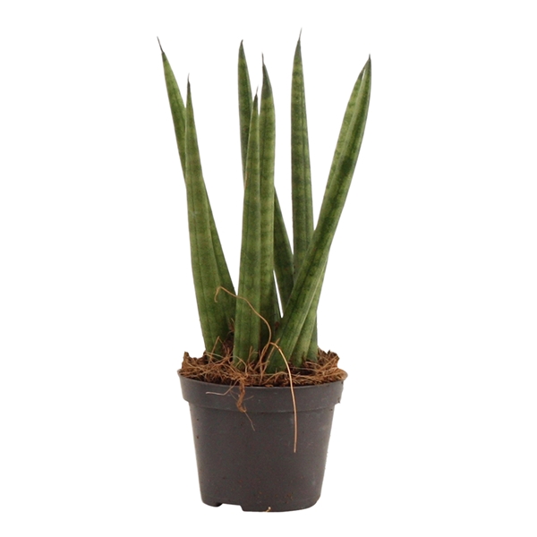 <h4>Sansevieria Cylindrica 6 cm Spaghetti</h4>