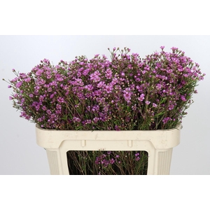 Chamelaucium Eden