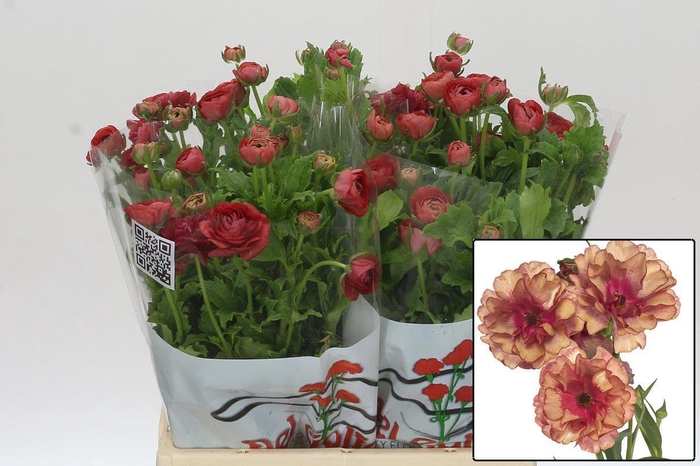 <h4>RAN BUTTERFLY MUSA</h4>