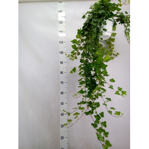 Hedera helix 'Wonder'