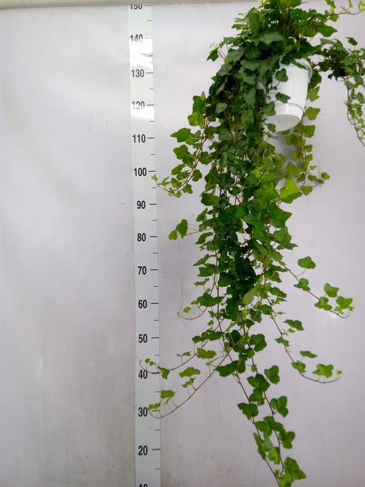 <h4>Hedera helix 'Wonder'</h4>