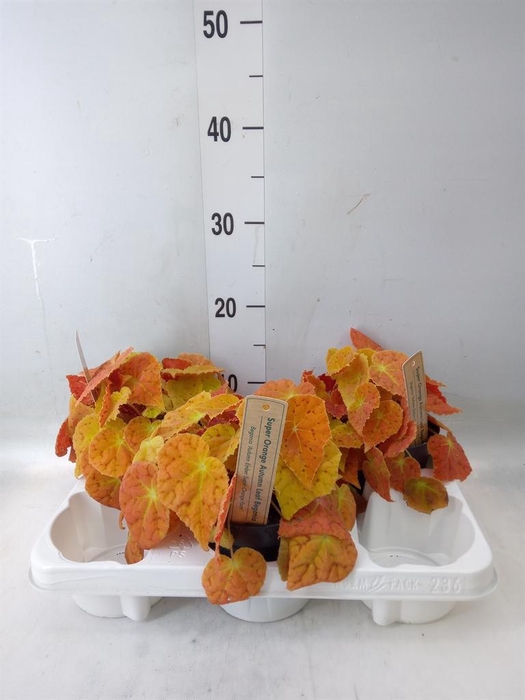 <h4>Begonia BD ...</h4>