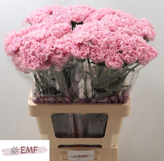 <h4>DI ST LOTUS</h4>