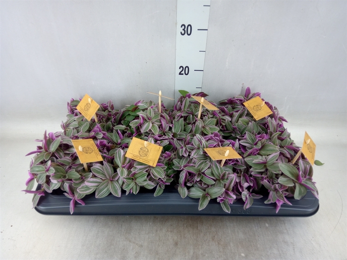 <h4>Tradescantia cerinth. 'Sweetness'</h4>