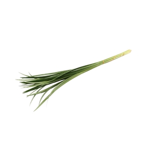 Lilly Grass