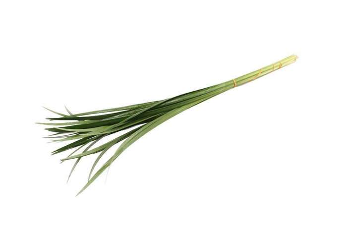 <h4>Lilly Grass</h4>